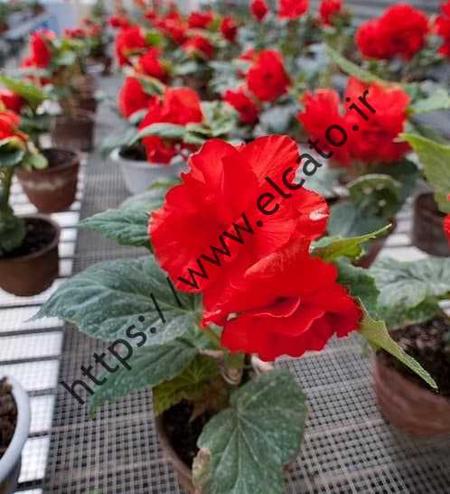هره شمالی