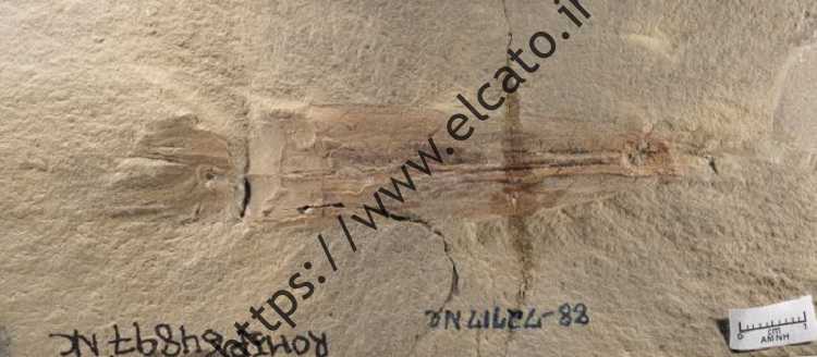 (تصویر) یکف یک «آشون آشام» ۳۳۰ میلیون ساله!